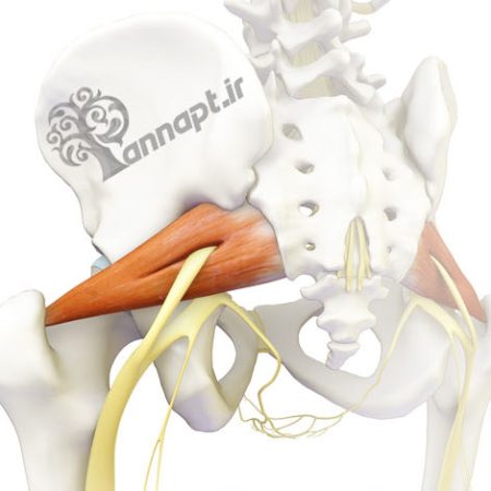 عصب سیاتیک عصب سیاتیک ، فیزیوتراپی سیاتیک ، بهترین فیزیوتراپی ، درمان قطعی سیاتیک